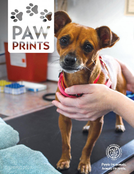 Paw Prints By Hawaiian Humane Spring 2021 By Humane